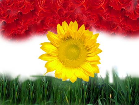 kurd